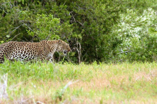 1-Day Ruaha National Park - The Itinerary in Detail: What to Expect