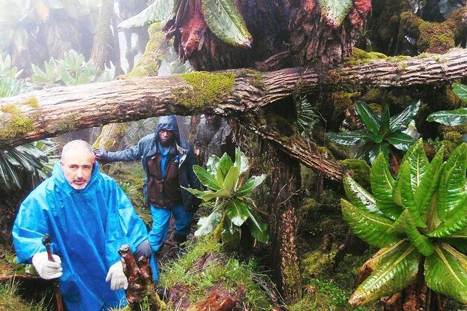 1-Day Rwanda Gorilla Tour - The Experience: What to Expect on the 1-Day Rwanda Gorilla Tour