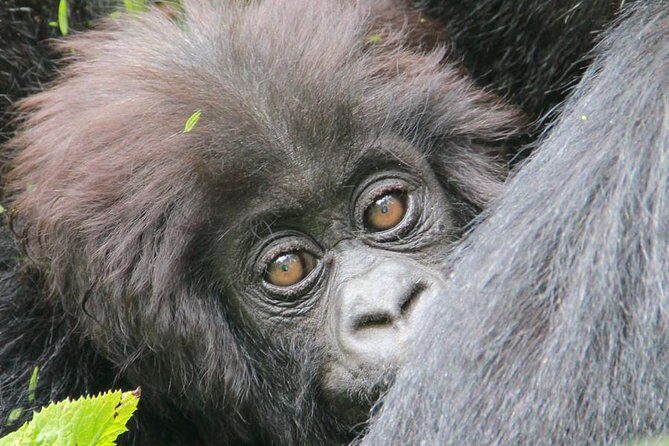 1-Day Rwanda Gorilla Tour - Who Should Consider This Tour?