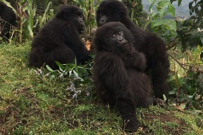 1-Day Rwanda Gorilla Tour - Final Thoughts