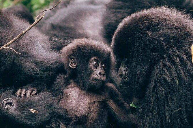 1 Day Rwanda Gorilla Trekking - Key Points