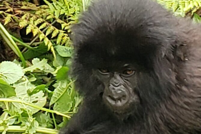 1 Day Rwanda Gorilla Trekking - The Itinerary Breakdown: What to Expect