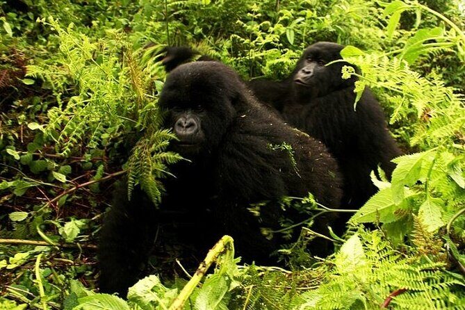 1 Day Rwanda Gorilla Trekking - In The Sum Up