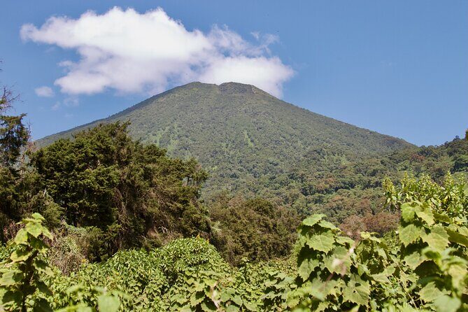 1 Day Rwanda Gorilla Trekking Tour - Transport, Timing, and Group Size