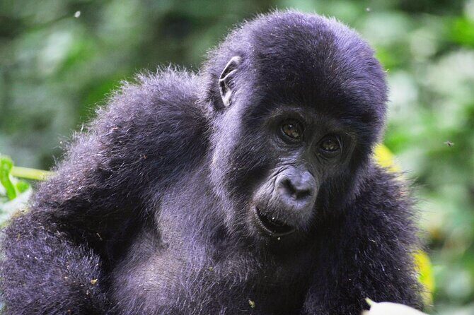 1 Day Rwanda Gorilla Trekking Tour - Final Thoughts: Is It Worth It?