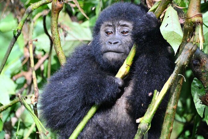 1 Day Rwanda Gorilla Trekking Tour - FAQ