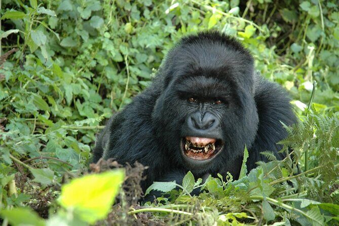 1 Day Rwanda Gorilla Trekking Tour In The Volcanoes National Park - FAQ
