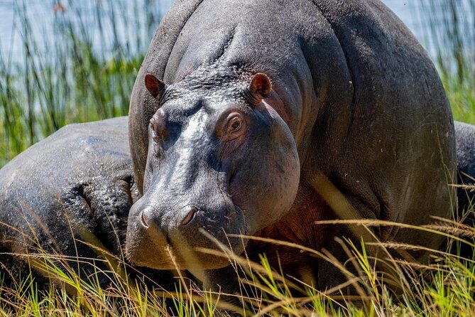1 Day Safari to Akagera national park-Big5 Safari - Exploring the 1-Day Safari to Akagera National Park: An Honest Review