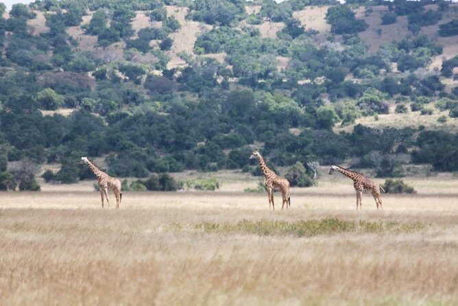 1 Day Safari to Akagera national park-Big5 Safari - FAQ
