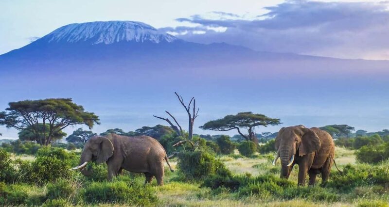 1 DAY SAFARI TO AMBOSELI NATIONAL PARK - Key Points  