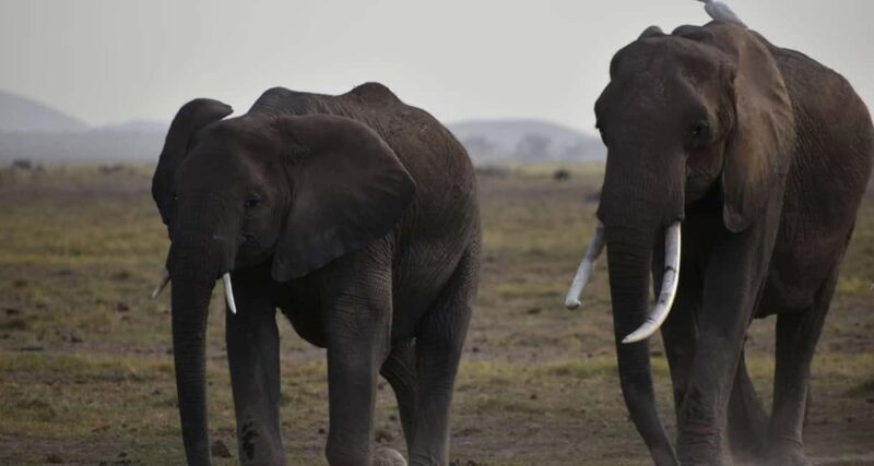 1 DAY SAFARI TO AMBOSELI NATIONAL PARK - The Sum Up  