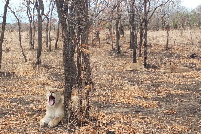 1 Day Safari to Mikumi National Park - 1 Day Safari to Mikumi National Park