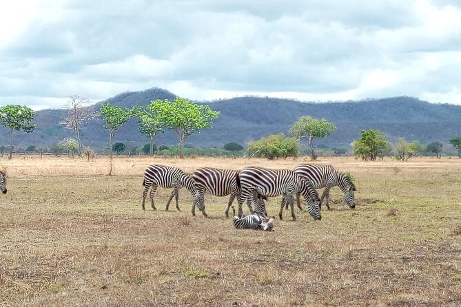 1 Day Safari to Mikumi National Park - Key Points