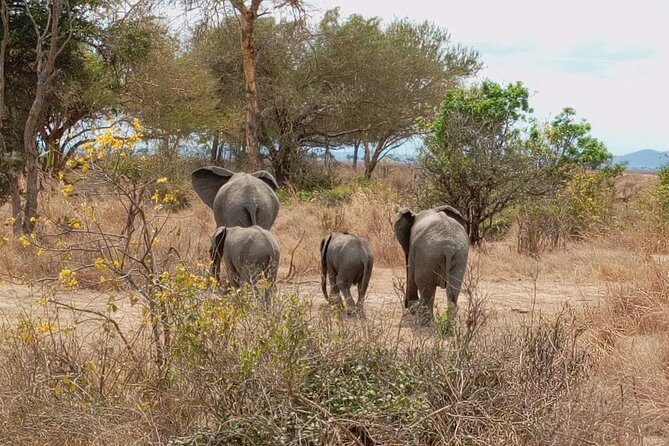 1 Day Safari to Mikumi National Park - The Sum Up