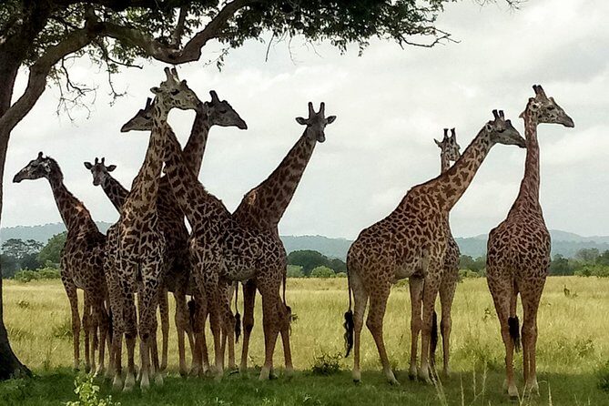 1 Day Safari to Mikumi National Park - Frequently Asked Questions