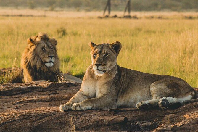1 Day Safari to Mikumi National park from Zanzibar by flight - Exploring the 1-Day Safari to Mikumi National Park from Zanzibar by Flight