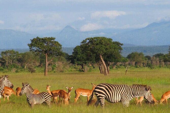 1 Day Safari to Mikumi National park from Zanzibar by flight - Key Points