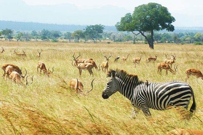 1 Day Safari to Mikumi National park from Zanzibar by flight - Authentic Insights from Reviewers