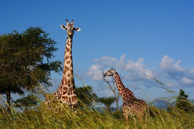 1 Day Safari to Mikumi National park from Zanzibar by flight - Final Thoughts