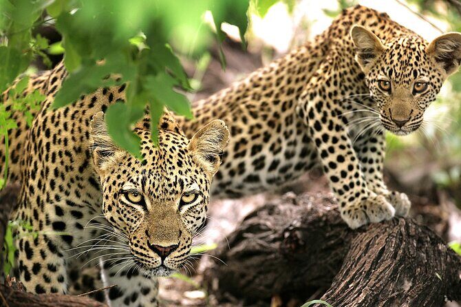 1 Day Safari to Mikumi National park from Zanzibar by flight - Frequently Asked Questions