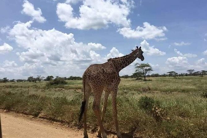 1 Day safari to Nyerere Nationals parks from Zanzibar - Introduction: An Authentic Tanzanian Safari — From Zanzibar