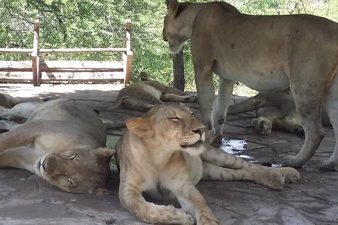 1 Day safari to Nyerere Nationals parks from Zanzibar - What’s Included and What’s Not