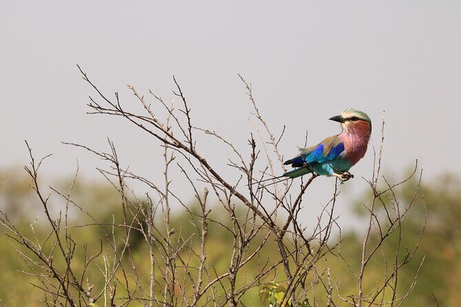 1-Day Safari-Trip to Tarangire National Park - A Closer Look at the Sensational Tarangire National Park