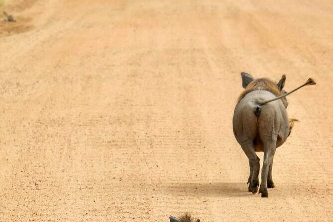 1. Day safaris to Mikumi by Train from dar es salaam - The Itinerary Breakdown: What to Expect