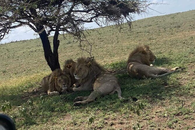 1. Day safaris to Mikumi by Train from dar es salaam - Authenticity and Comfort: What Travelers Say