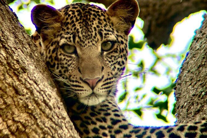 1. Day safaris to Mikumi by Train from dar es salaam - FAQ