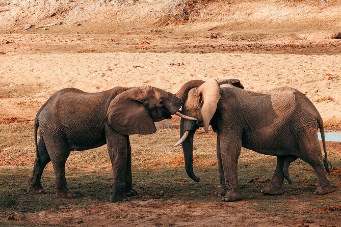 1-Day Selous (Nyerere National Park) Fly-In Safari from Zanzibar - Introduction: What to Expect from This Safari