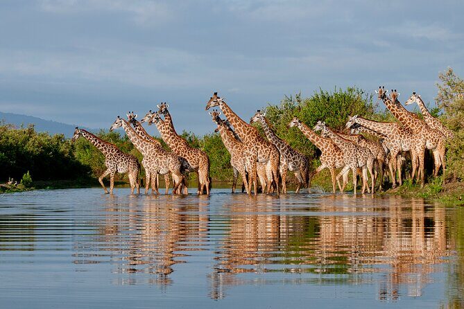 1-Day Selous (Nyerere National Park) Fly-In Safari from Zanzibar - Key Points