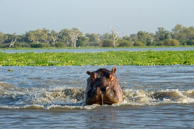 1-Day Selous (Nyerere National Park) Fly-In Safari from Zanzibar - Bush Picnic with Panoramic Views