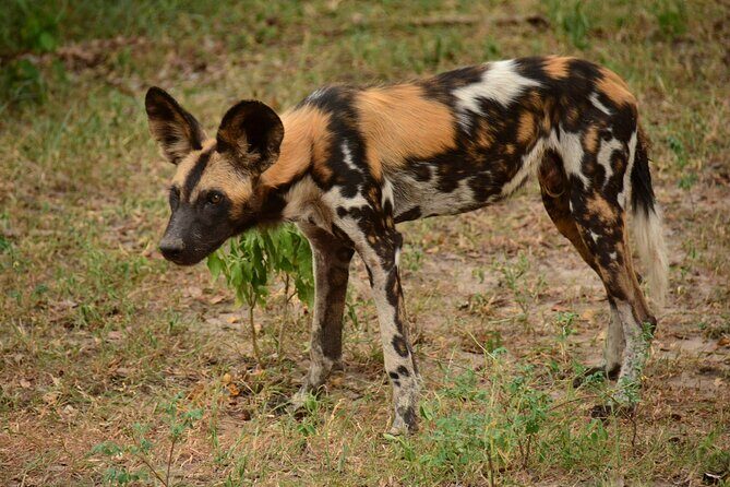 1-Day Selous (Nyerere National Park) Fly-In Safari from Zanzibar - Wildlife Encounters and the Drive Back