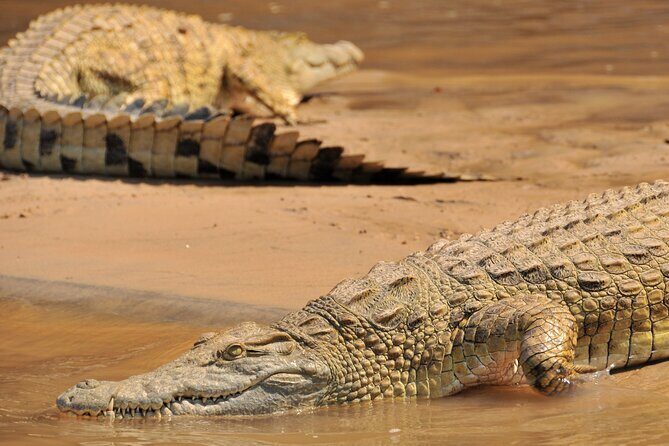 1-Day Selous (Nyerere National Park) Fly-In Safari from Zanzibar - Flying Back as the Sun Sets