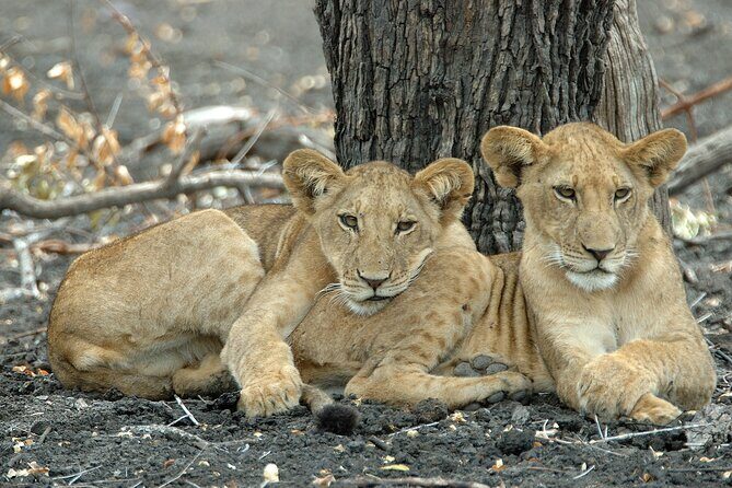 1-Day Selous (Nyerere National Park) Fly-In Safari from Zanzibar - Transport, Cost, and What’s Included