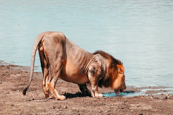 1-Day Selous (Nyerere National Park) Fly-In Safari from Zanzibar - What Reviewers Say About Guides and Overall Experience