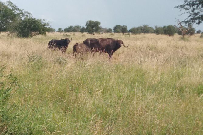 1 day Shimba hills - An In-Depth Look at the Shimba Hills Day Tour