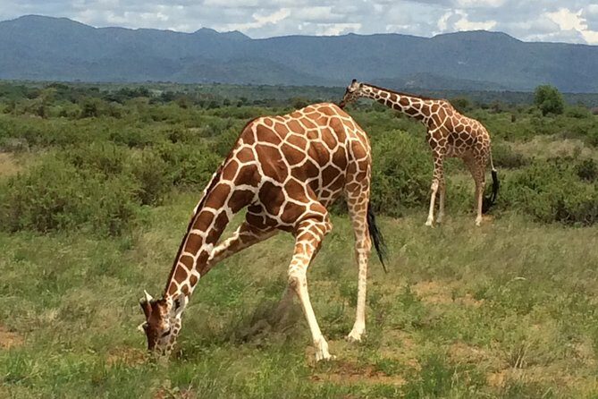 1 Day Shimba Hills starting from Diani Beach. - Exploring Shimba Hills: A Day Trip from Diani Beach