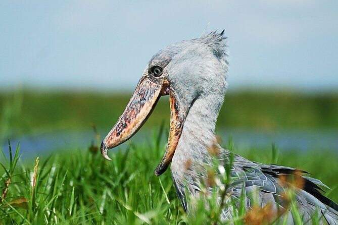 1 Day Shoebill Stork and Birding Experience - Key Points