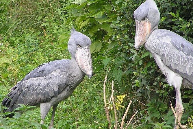 1 Day Shoebill Stork and Birding Experience - Who Will Love This Experience?