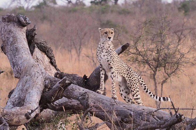 1 Day Skukuza Wildlife Photographic Safari - Kruger National Park - A Deep Dive into the Experience
