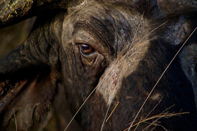 1 Day Skukuza Wildlife Photographic Safari - Kruger National Park - Who Will Love This Safari?