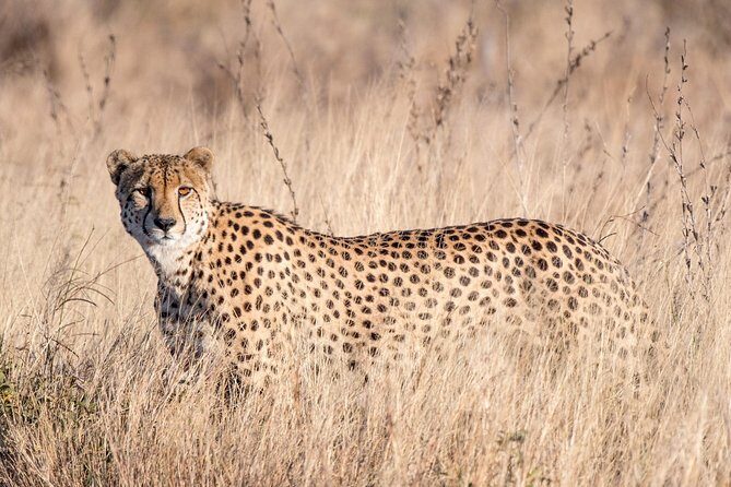 1 Day Skukuza Wildlife Photographic Safari - Kruger National Park - FAQ