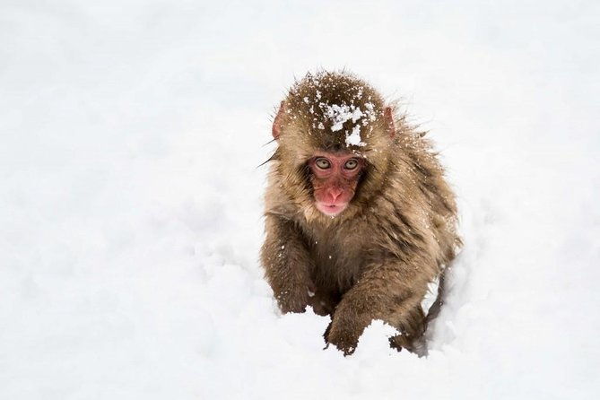 1-day-snow-monkeys-zenko-ji-temple-sake-in-nagano