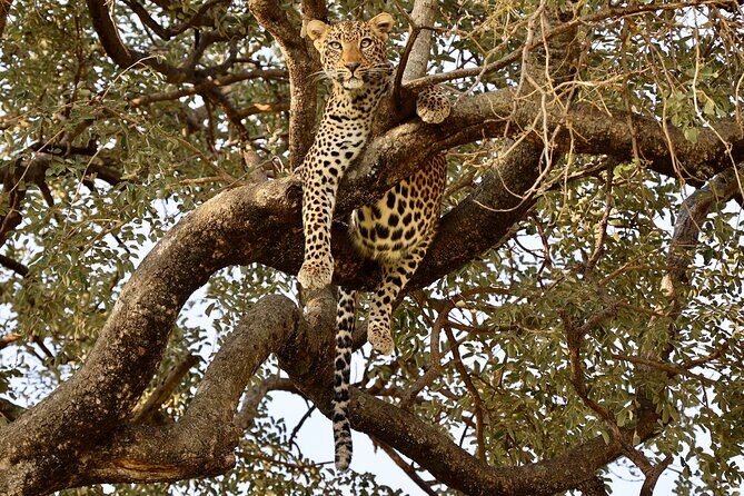 1 Day Tanzania Sharing Budget Group joining Tour to Ngorongoro - Final Thoughts