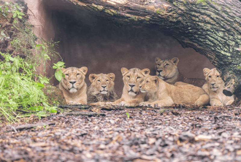 1-day-ticket-for-schwerin-zoo