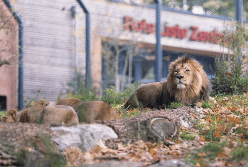 1-day-ticket-for-schwerin-zoo