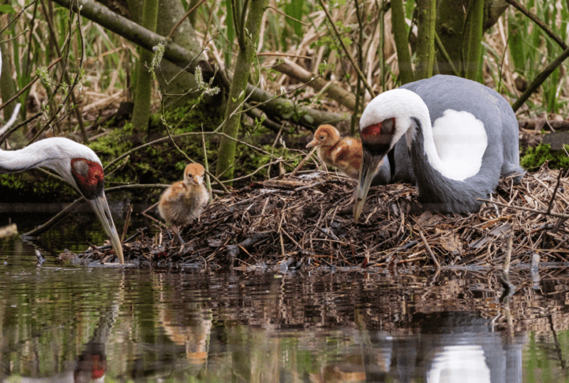 1-day-ticket-for-schwerin-zoo