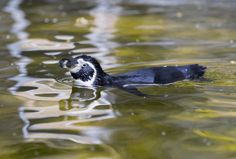 1-day-ticket-for-schwerin-zoo